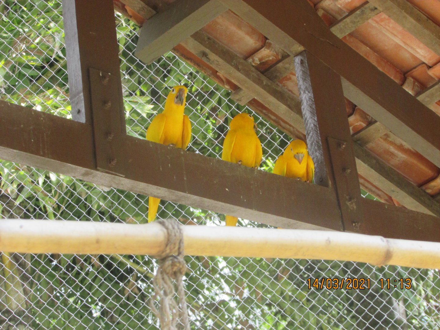 ZOO VR - Golden conures