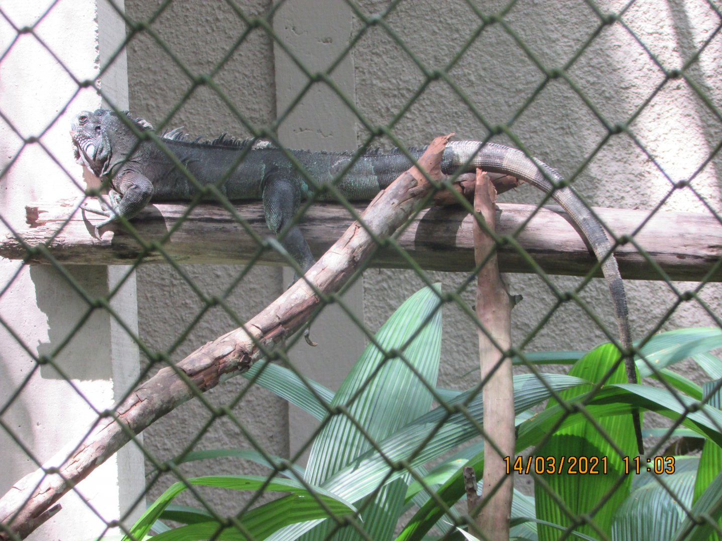 ZOO VR - Green iguana