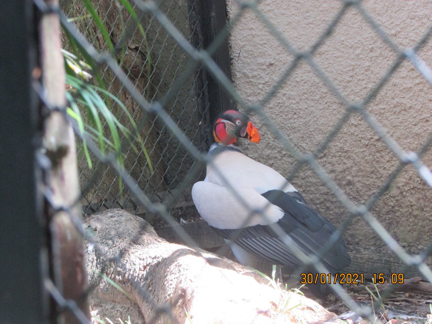 ZOO VR - King vulture