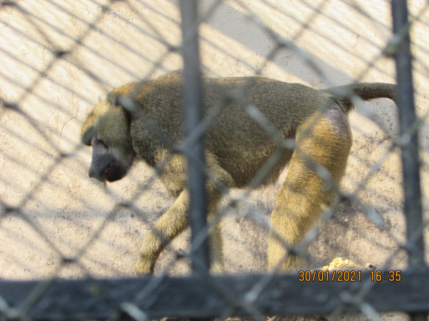 ZOO VR - Male olive baboon