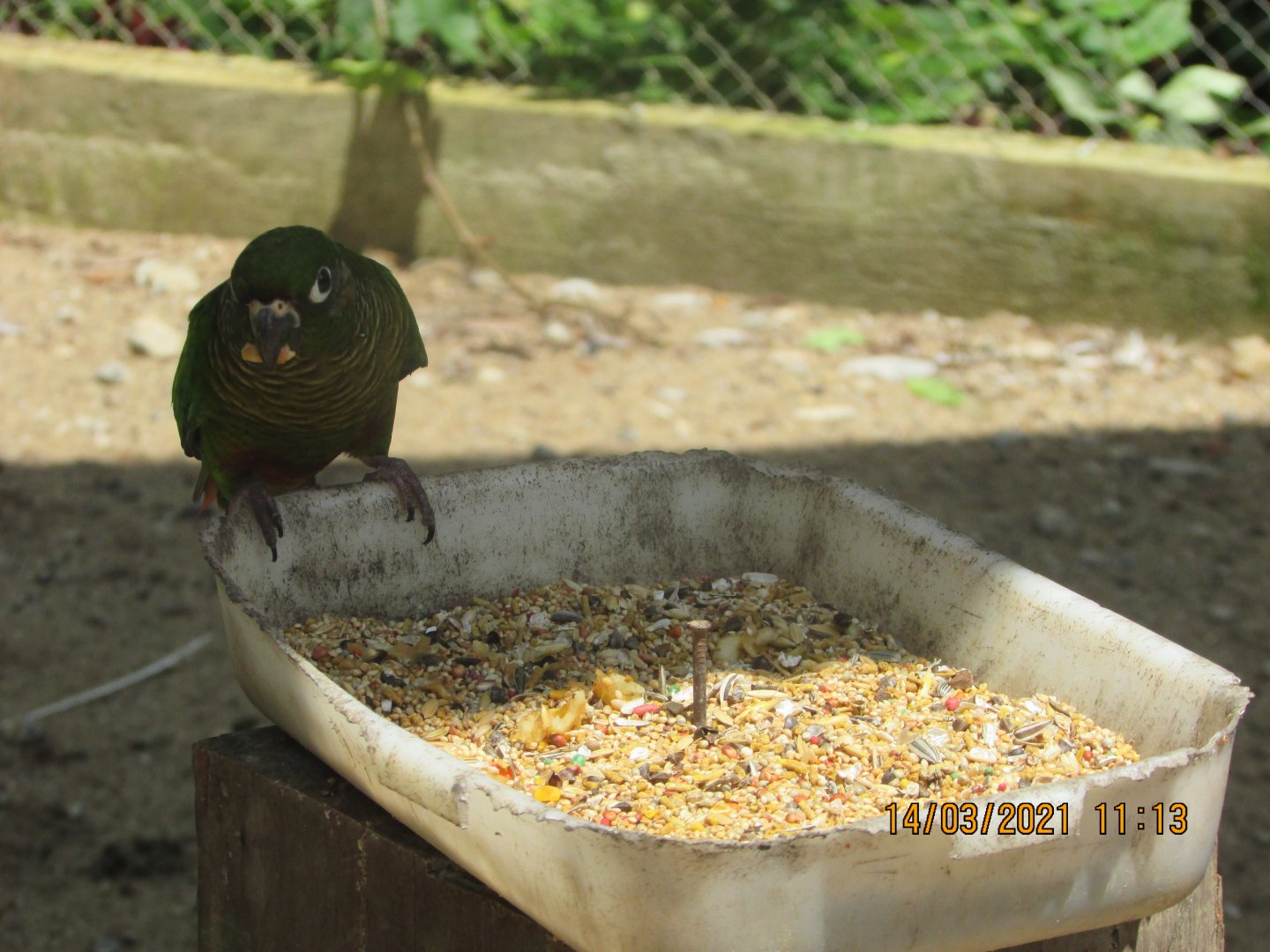 ZOO VR - Maroon-fronted parakeet