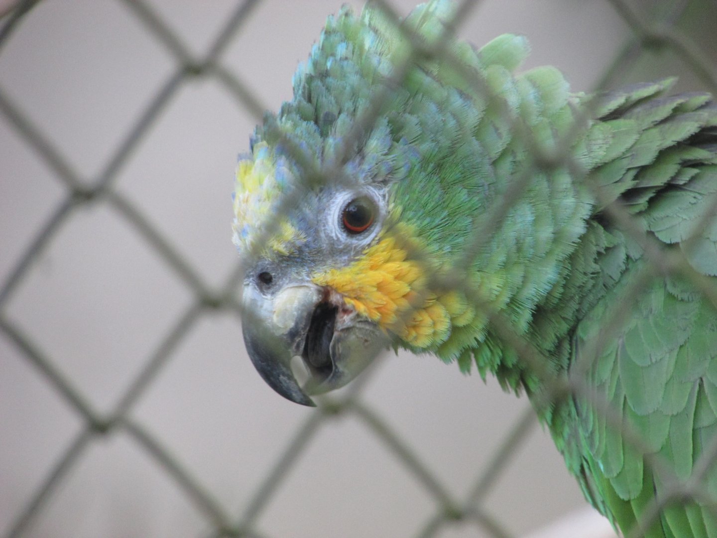 ZOO VR - Orange-winged amaozon