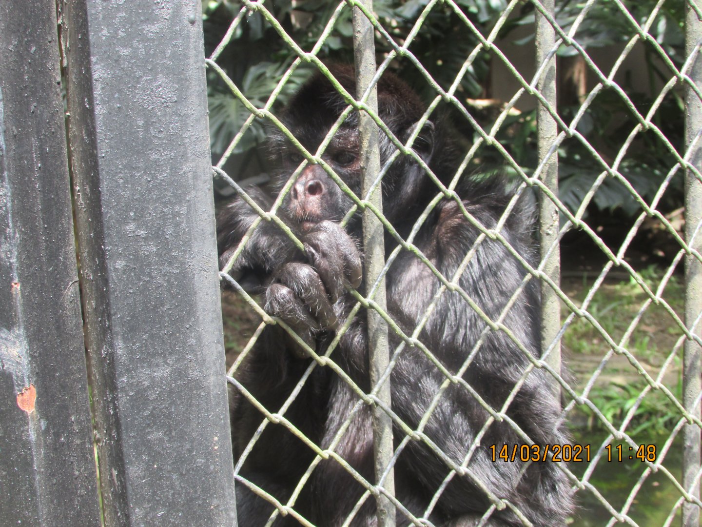 ZOO VR - Peruvian spider monkey