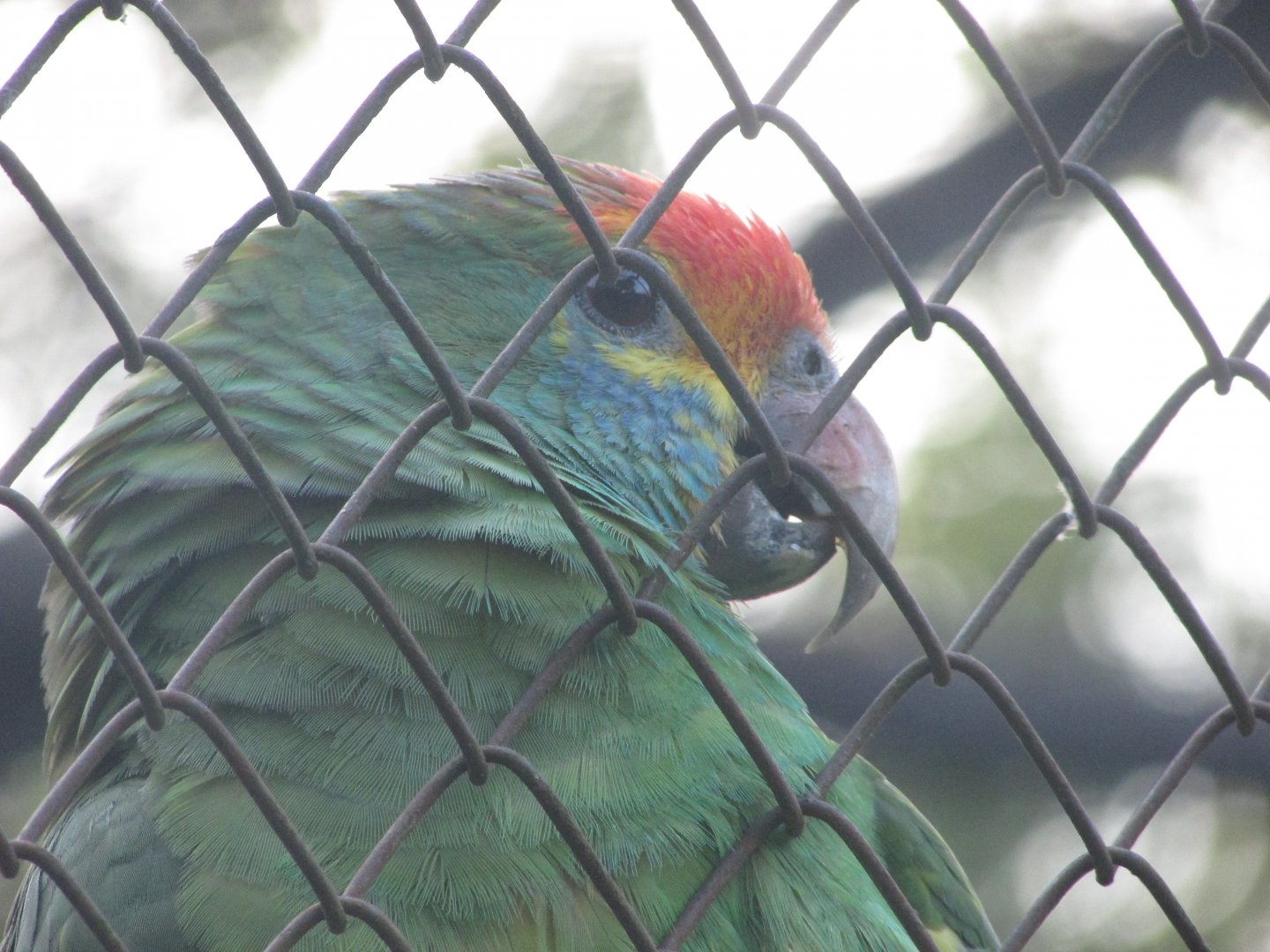 ZOO VR - Red-browed amazon