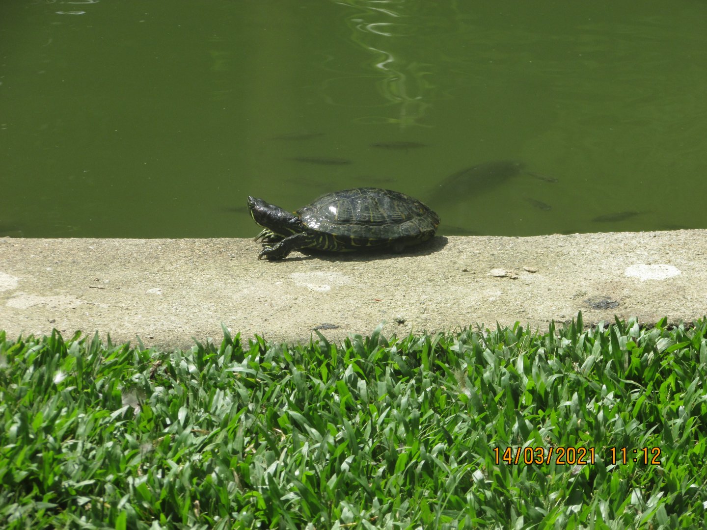 ZOO VR - Red-eared slider