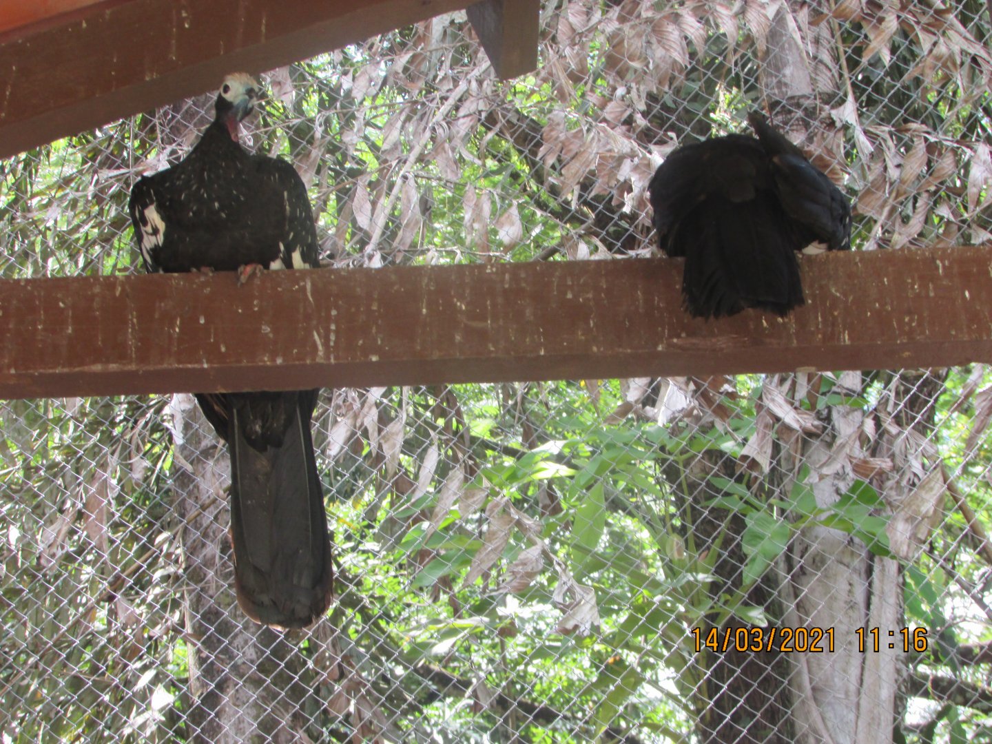 ZOO VR - Red-throated piping guans