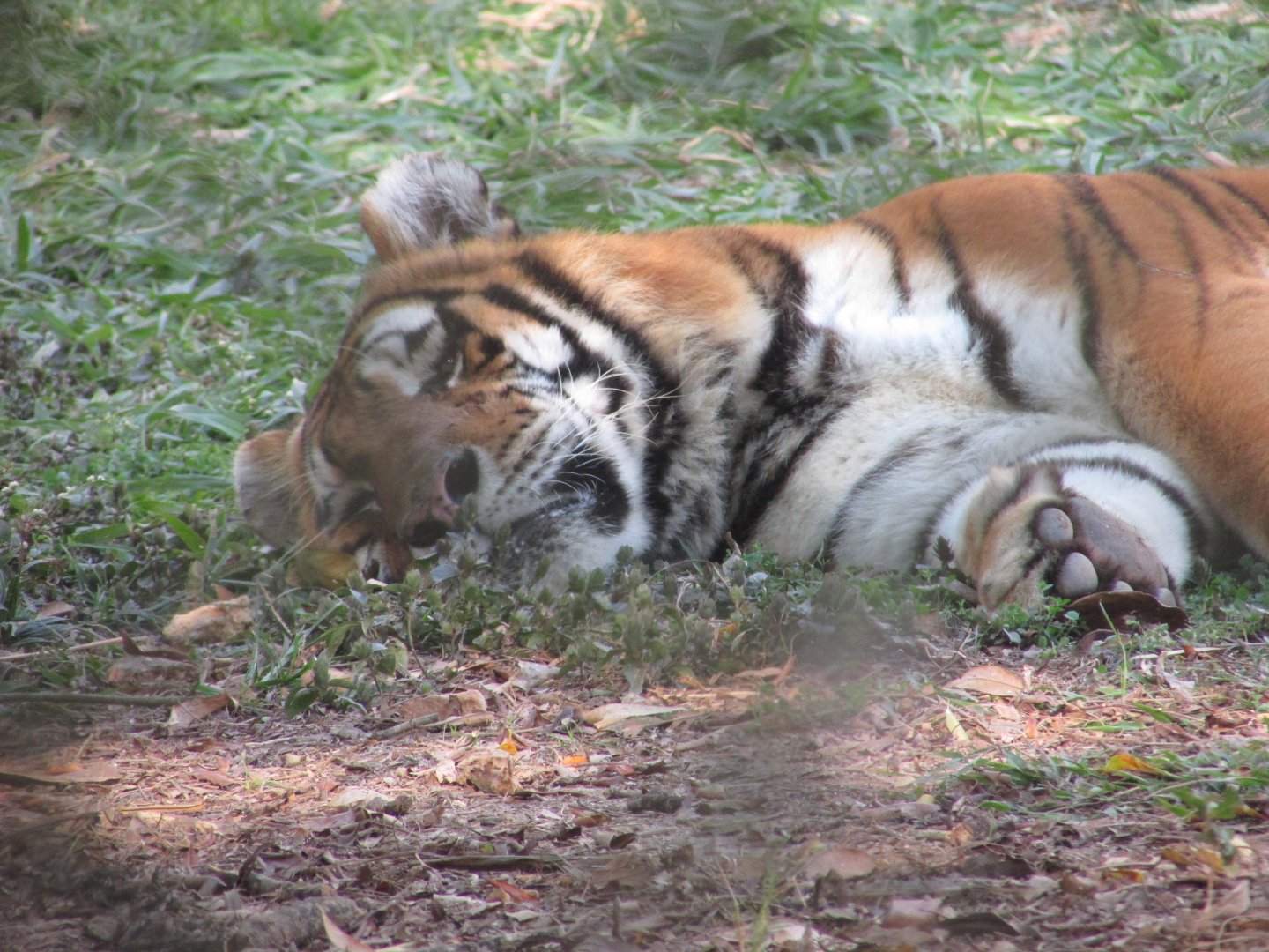 ZOO VR - Siberian tiger