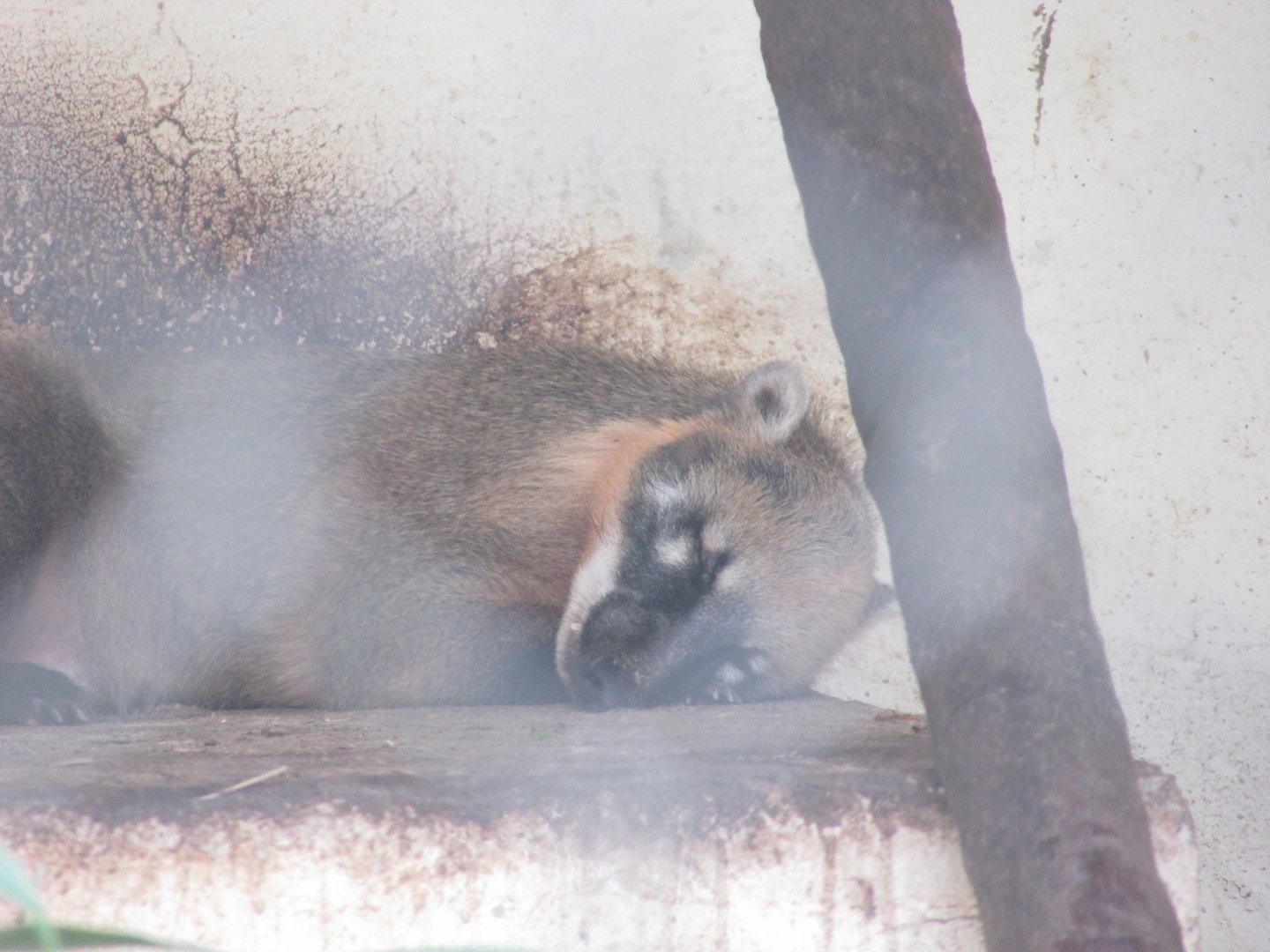 ZOO VR - Sleeping coati