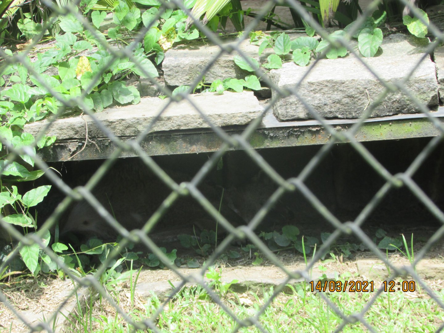 ZOO VR - Sleeping crab-eating fox