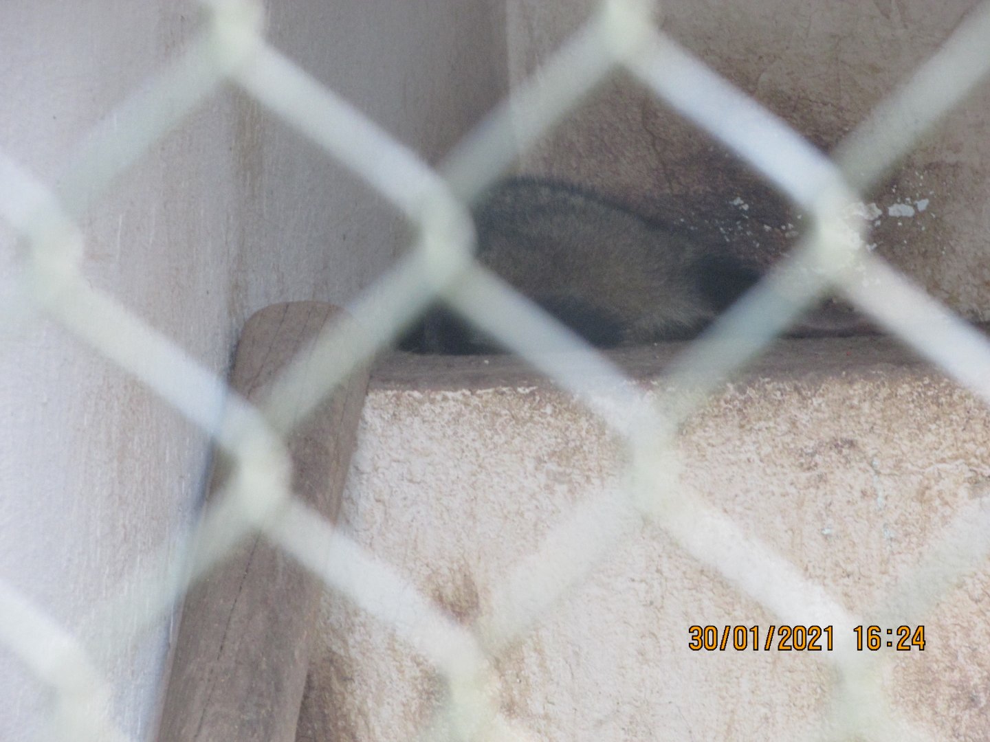 ZOO VR - Sleeping crab-eating raccoon