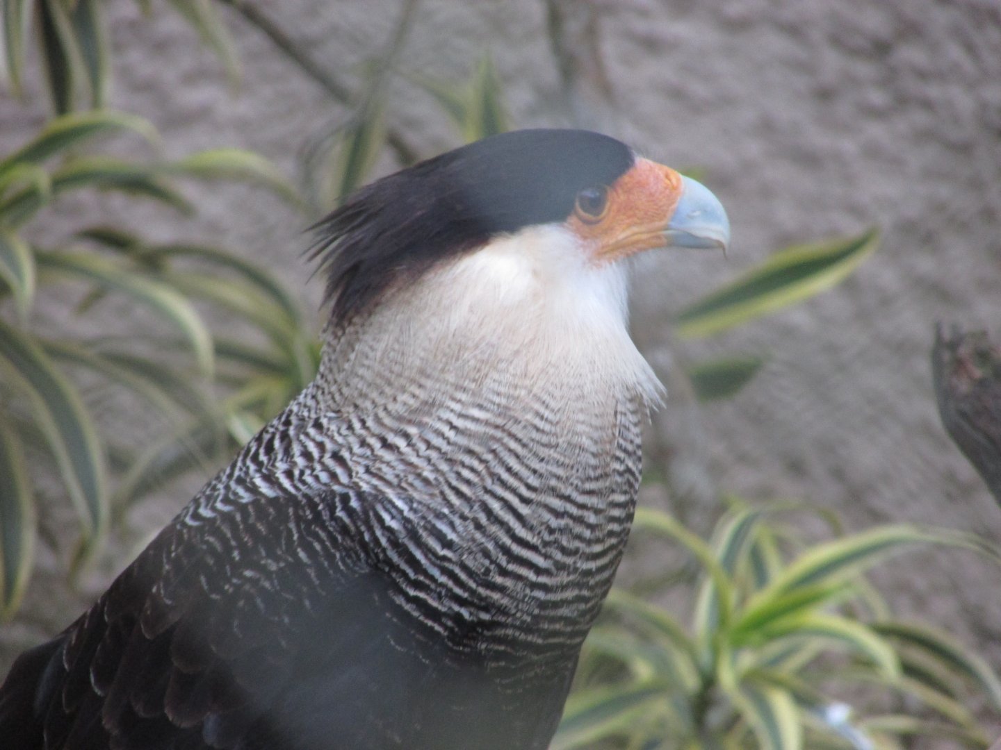 ZOO VR - Southern caracara