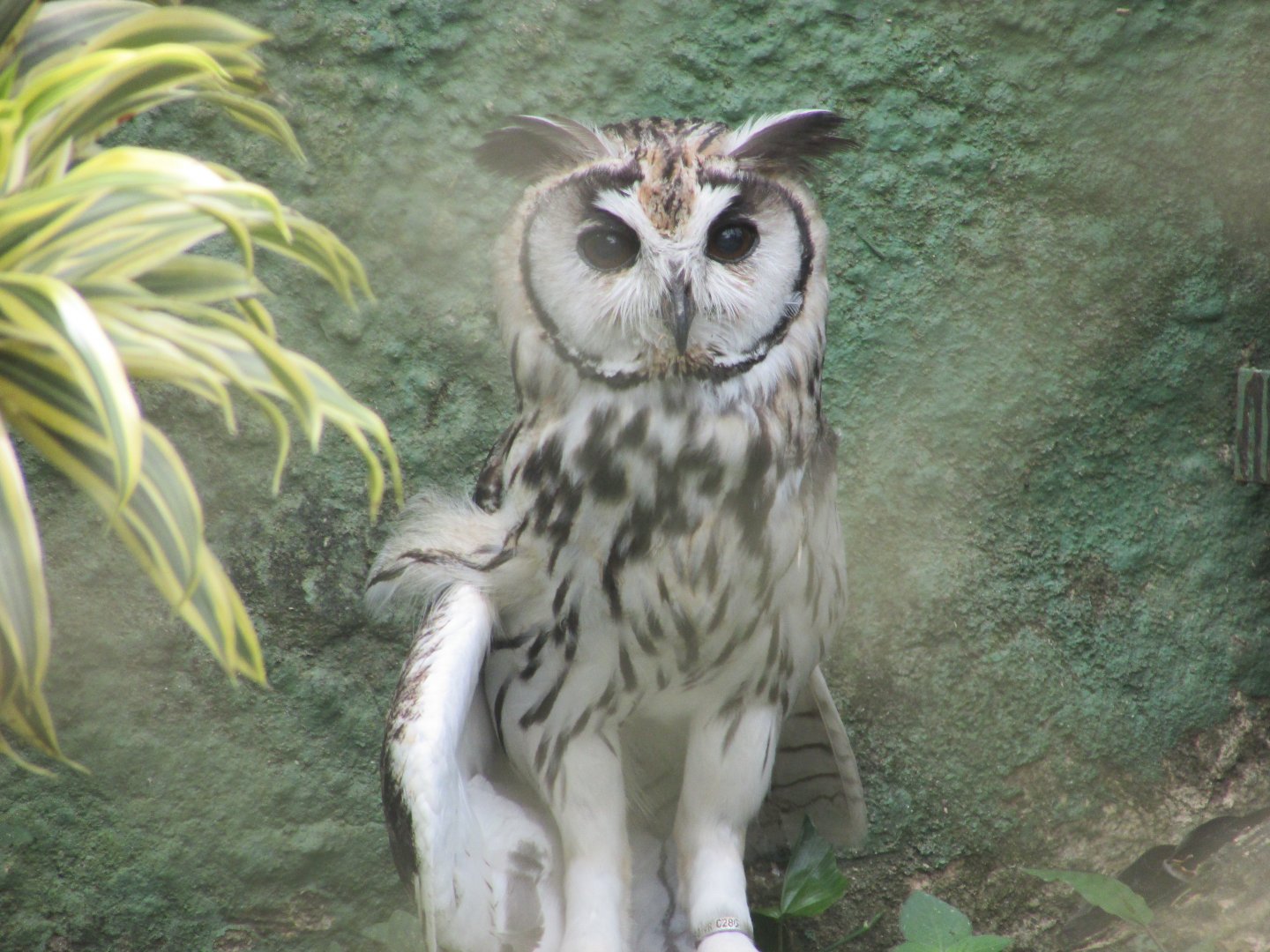 ZOO VR - Striped owl