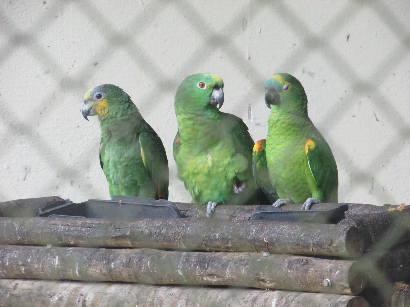 ZOO VR - The three caballeros!