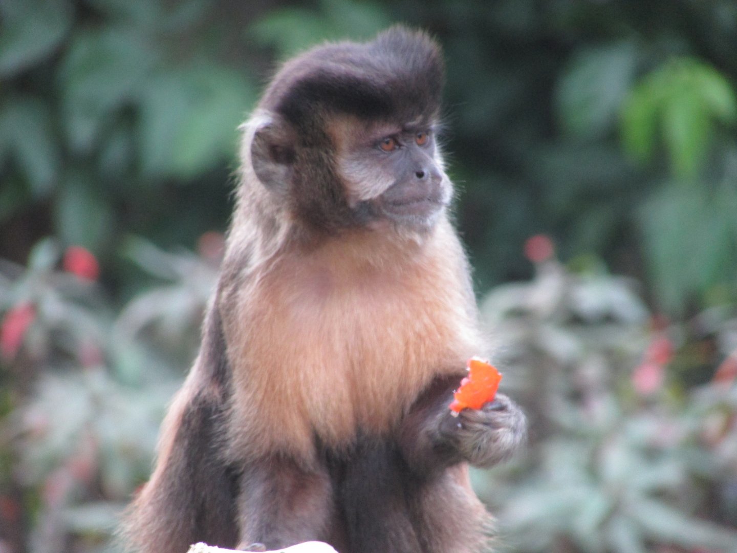 ZOO VR - Tufted capuchin