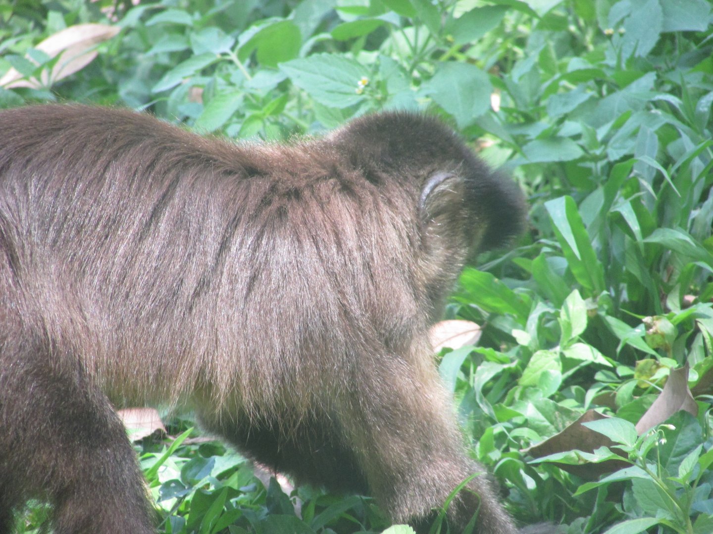 ZOO VR - Tufted capuchin