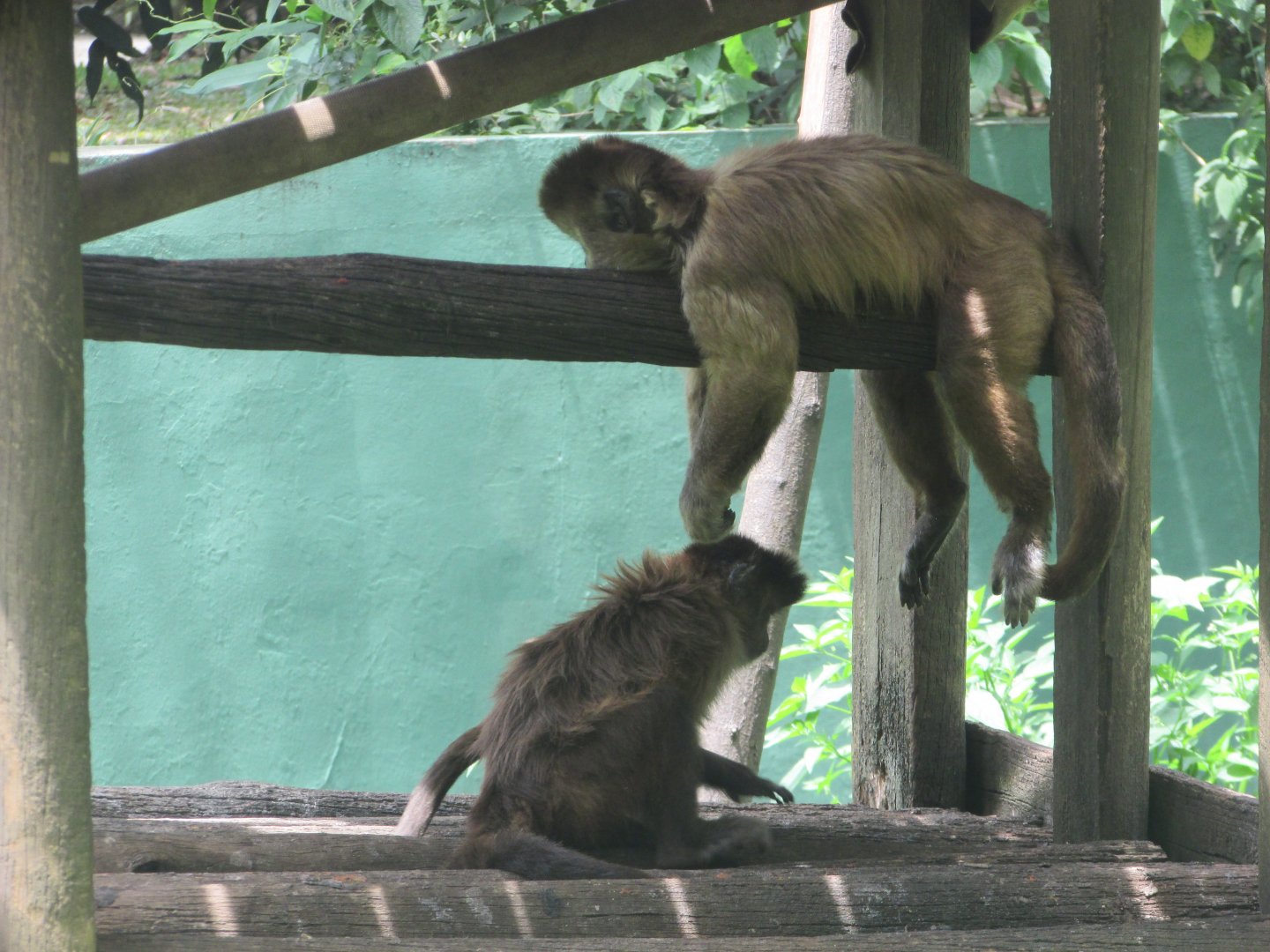 ZOO VR - Tufted capuchins