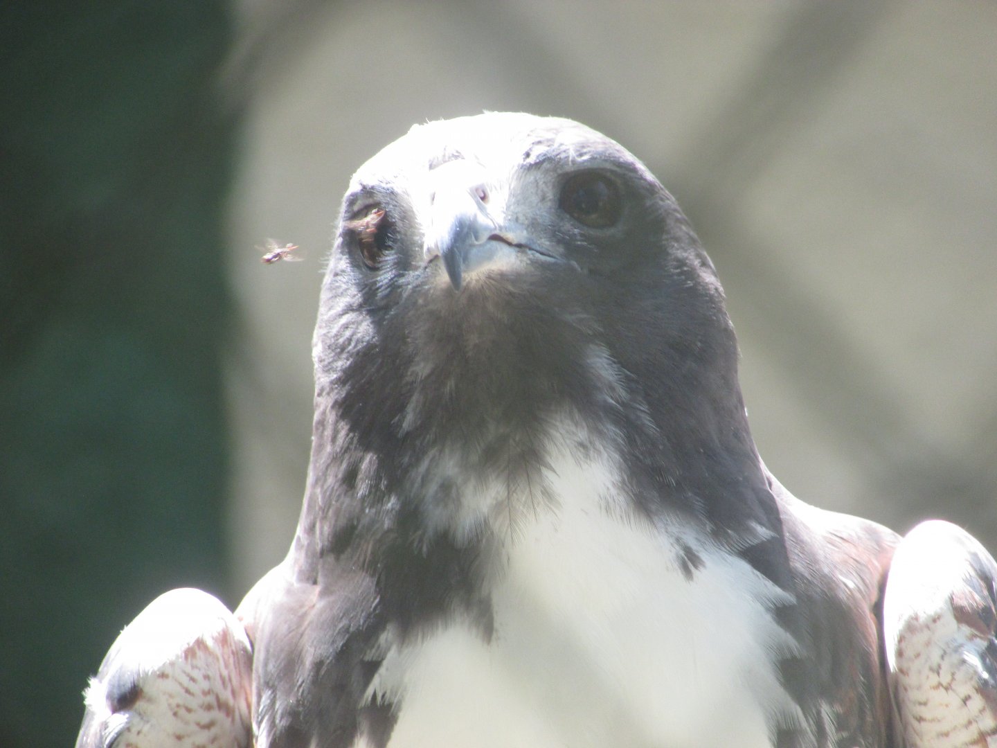 ZOO VR - White-tailed hawk