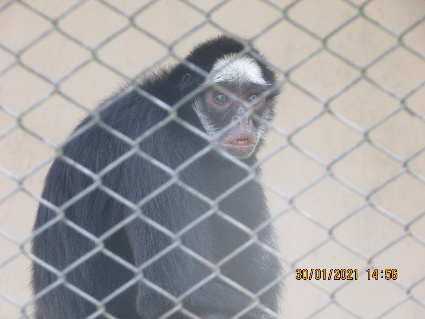 ZOO VR - White-whiskered spider monkey