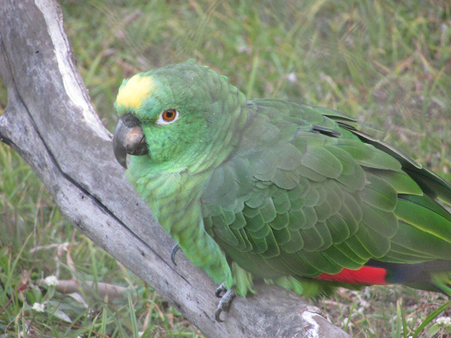 ZOO VR - Yellow-crowned amazon