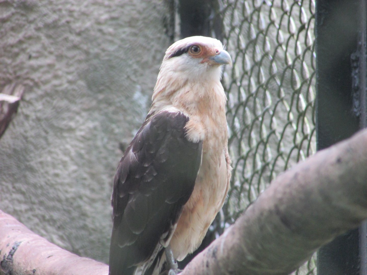 ZOO VR - Yellow-eyed caracara