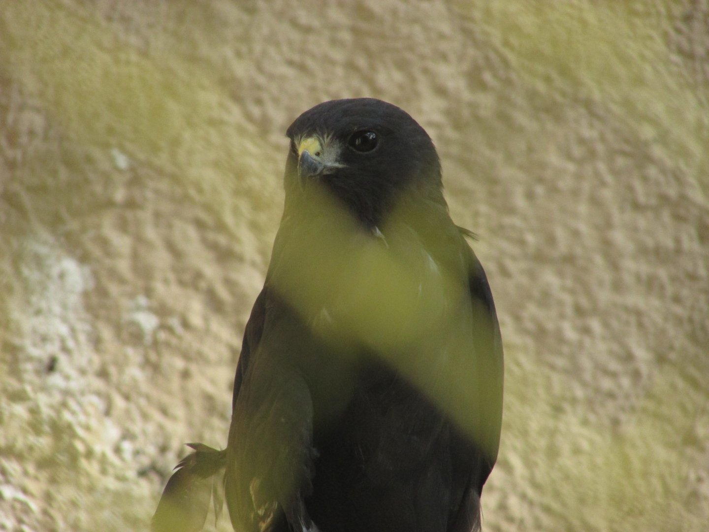 ZOO VR - Zone-tailed hawk