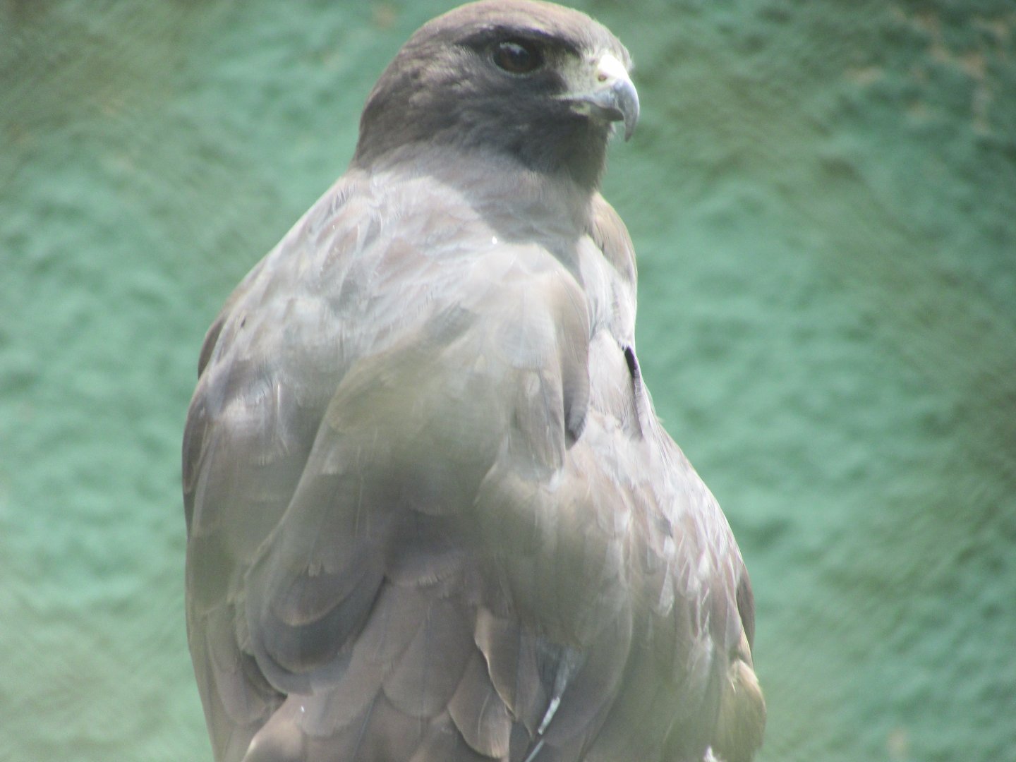 ZOO VR - Zone-tailed hawk