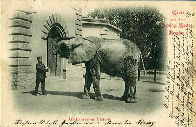 Zoo Wrocław 1920-1925