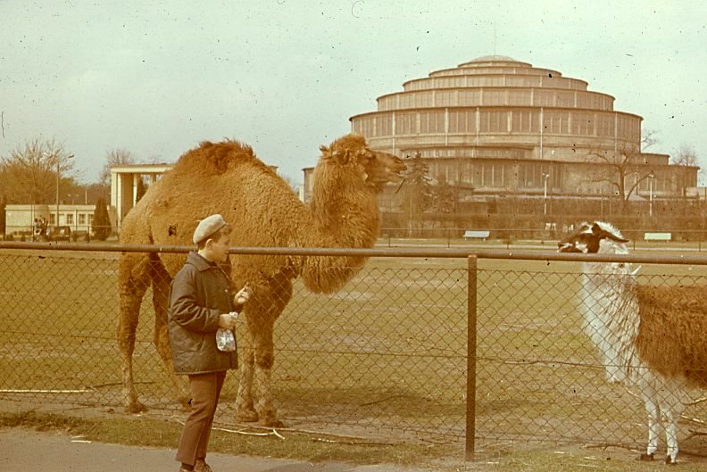 Zoo Wrocław 1977 r