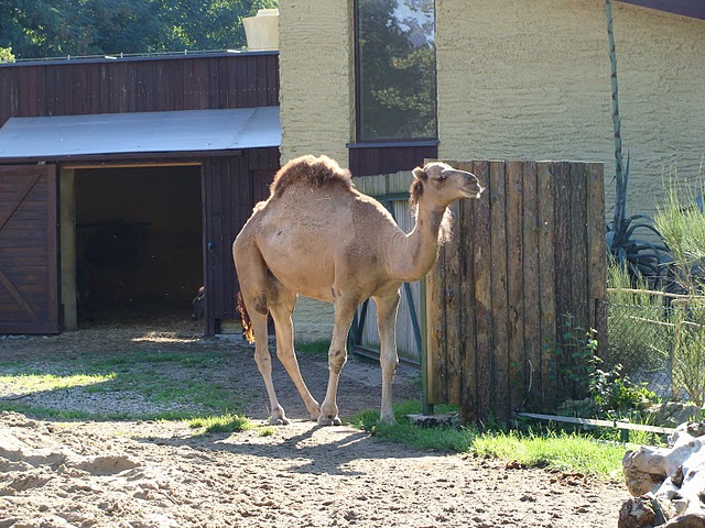 Zoo Wrocław 21.08.2011