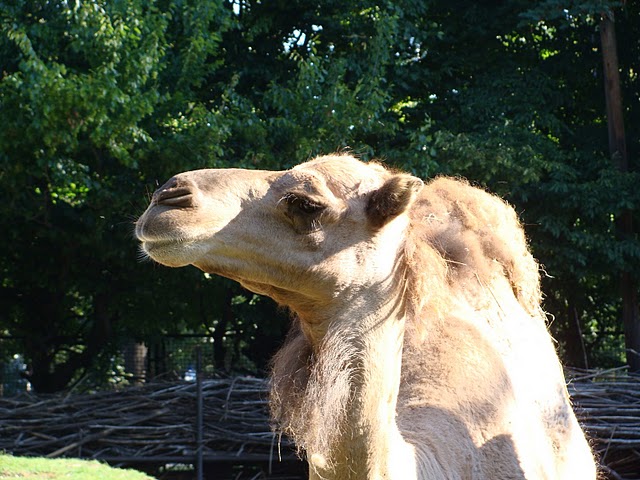 Zoo Wrocław 21.08.2011