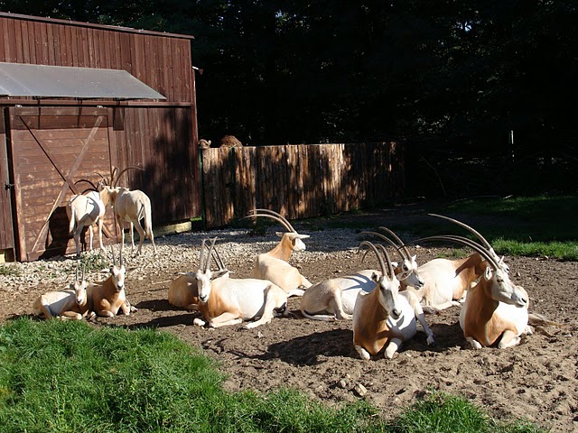 Zoo Wrocław 21.08.2011