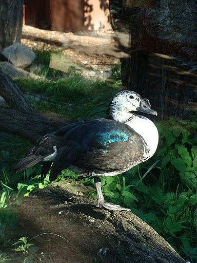 Zoo Wrocław 21.08.2011