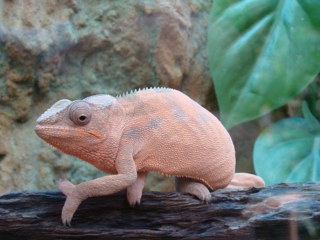 Zoo Wrocław 21.08.2011