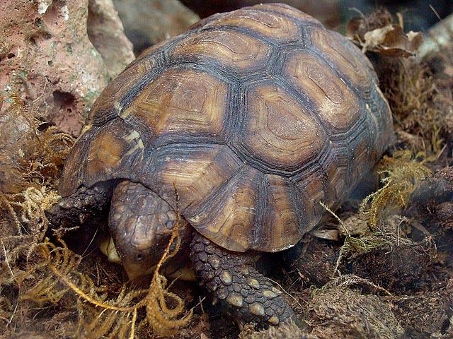 Zoo Wrocław 21.08.2011