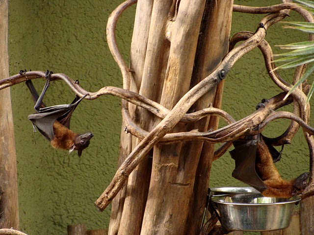 Zoo Wrocław 21.08.2011