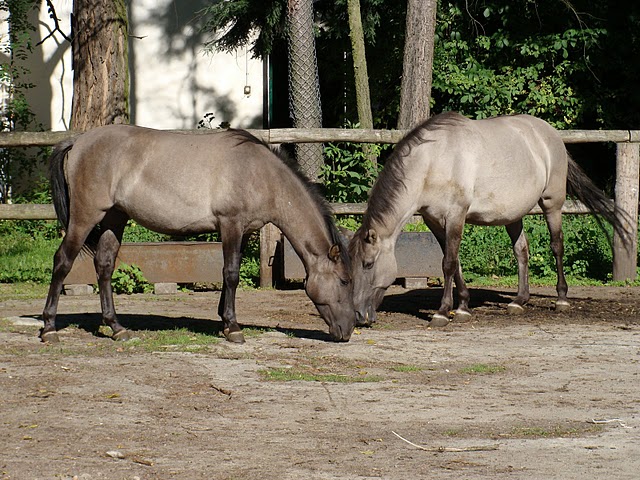 Zoo Wrocław 21.08.2011