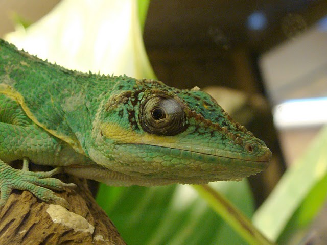 Zoo Wrocław 21.08.2011