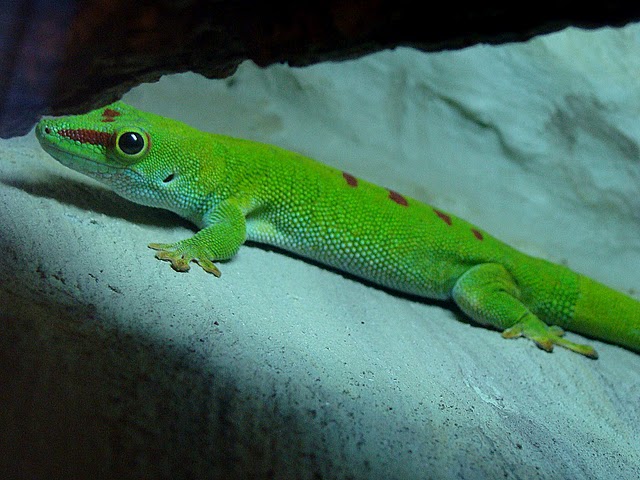 Zoo Wrocław 21.08.2011