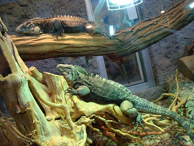 Zoo Wrocław 21.08.2011