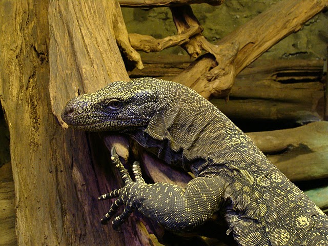 Zoo Wrocław 21.08.2011