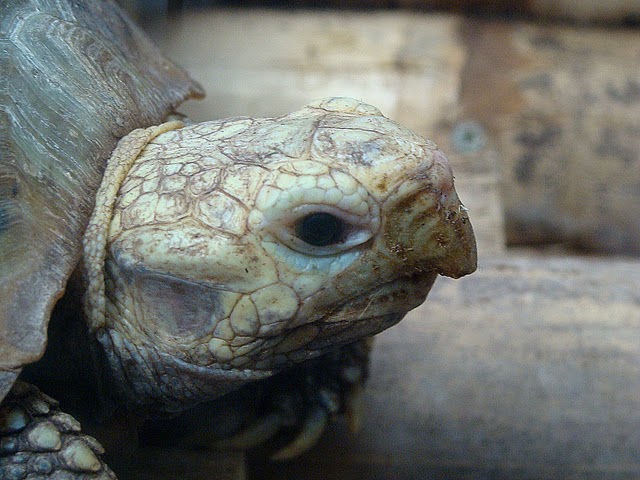 Zoo Wrocław 21.08.2011