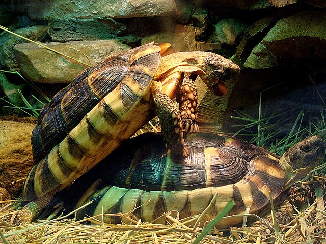 Zoo Wrocław 21.08.2011