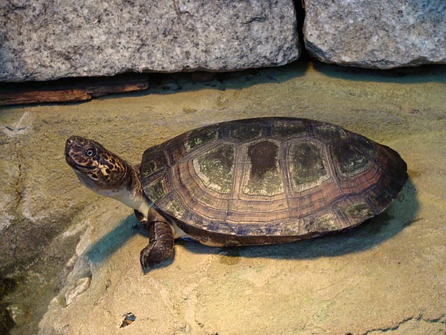 Zoo Wrocław 21.08.2011