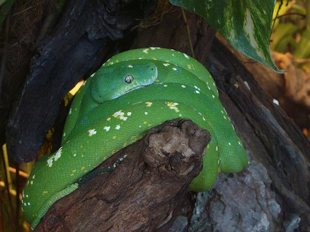 Zoo Wrocław 21.08.2011