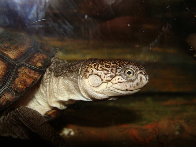 Zoo Wrocław 21.08.2011