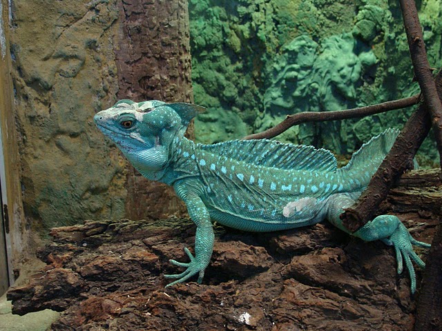 Zoo Wrocław 21.08.2011