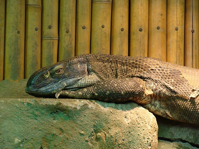 Zoo Wrocław 21.08.2011