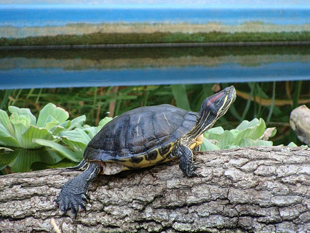 Zoo Wrocław 21.08.2011