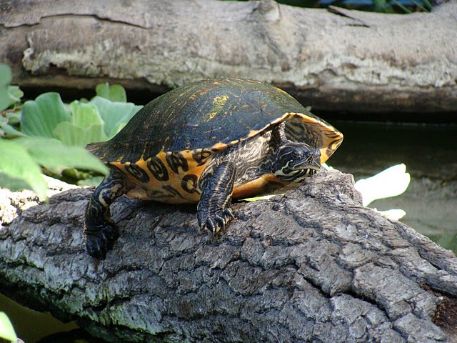 Zoo Wrocław 21.08.2011