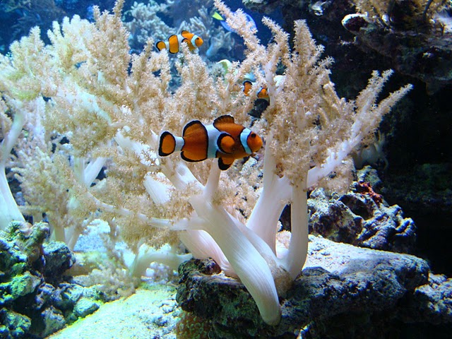 Zoo Wrocław 21.08.2011